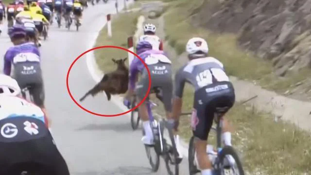 Koza, ki je skočila v peloton v tretji etapi. FOTO: Giroditalia.it