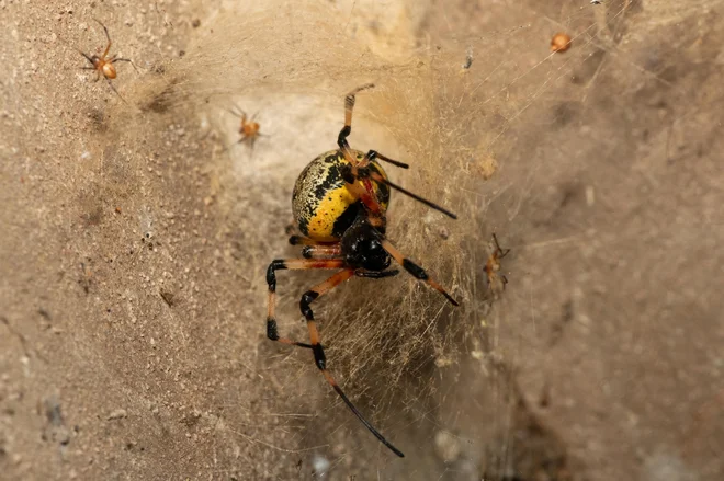 Samica in samci zlatih mrežarjev (Nephilingis cruentata) FOTO: Shutterstock


 
