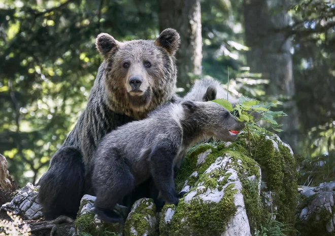 Ministry of Natural Resources issued a permit for shooting 206 bears