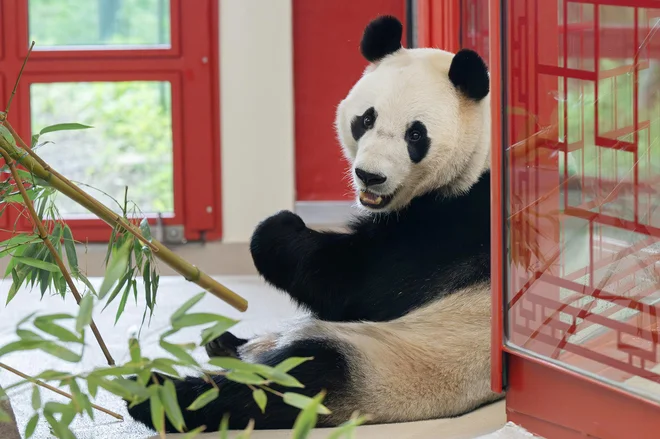 The Vienna Zoo has two new giant pandas