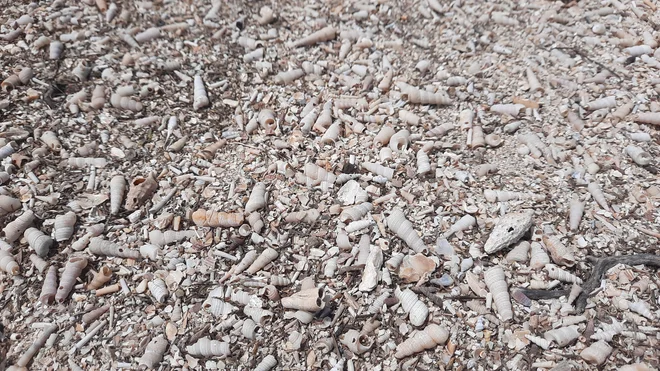 Školjčna sipina je redek habitat. Nastala je zaradi poglabljanja plovnih poti za pristanišče, ko so material odložili na obalo. FOTO: Agata Rakovec Kurent
