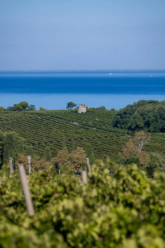 Med oljčniki in vinogradi se odpirajo spektakularni razgledi. FOTO: Marko Arandjelović/Mediaspeed/STO