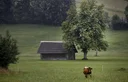 image_alt