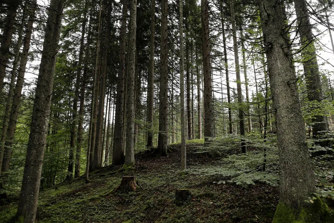 »Ati, je večkrat poklicala, ati, kje si? V nekem trenutku, potem ko je večkrat prenehal žagati, jo je le slišal, pojdi stran, je zavpil, drevo bo vsak hip padlo. Kje si?« FOTO: Blaž Samec/Delo