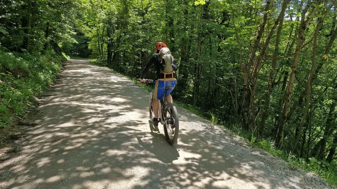 V objemu dreves, ki prav pridejo zlati v vročih dneh. FOTO: Mitja Felc