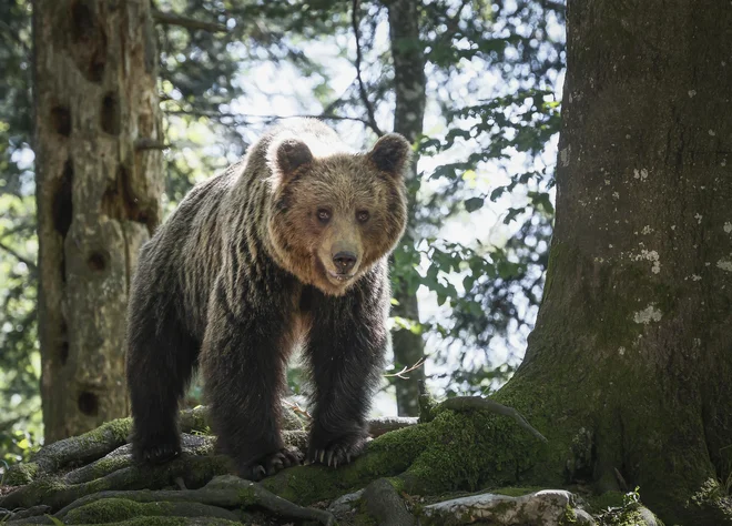 Odstrel 206 medvedov predstavlja med tretjino in petino celotne populacije – odvisno od tega, kateri podatki so upoštevani. FOTO: Jože Suhadolnik