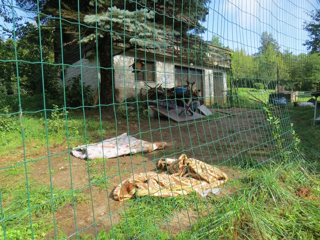 A dog in Dravsko Polje killed a woman, a bear at Skofljica seriously injured her