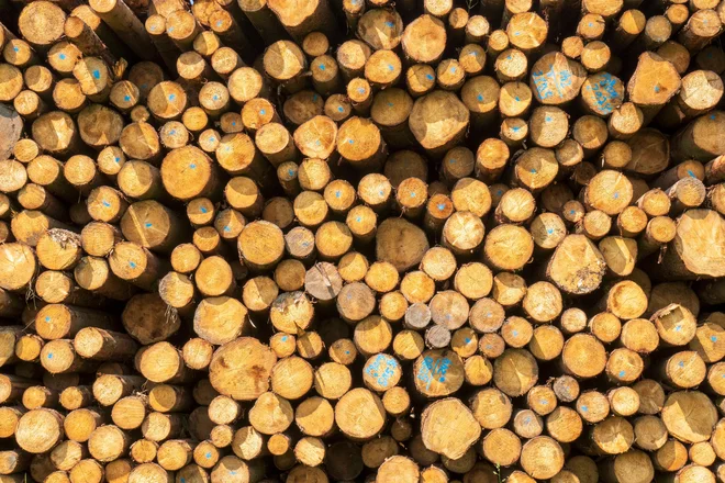 V lesu je okoli 45 odstotkov celuloze. FOTO: Shutterstock