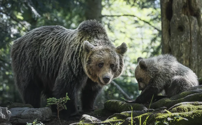 Napad medveda na žensko se je zgodil 20 kilometrov iz prestolnice in znova obudil razprave o sobivanju človeka in velikih zveri. FOTO: Jože Suhadolnik