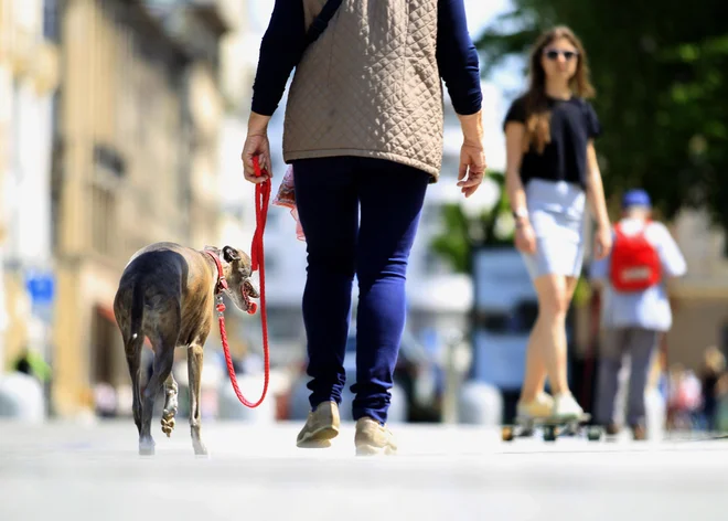 What are the responsibilities of the guardian and when the dog is considered dangerous