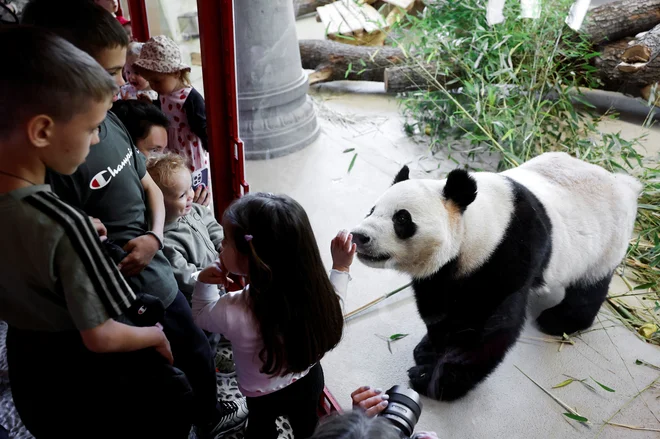 V živalskem vrtu Schönbrunn imajo dva nova prebivalca. FOTO: Lisa Leutner Reuters