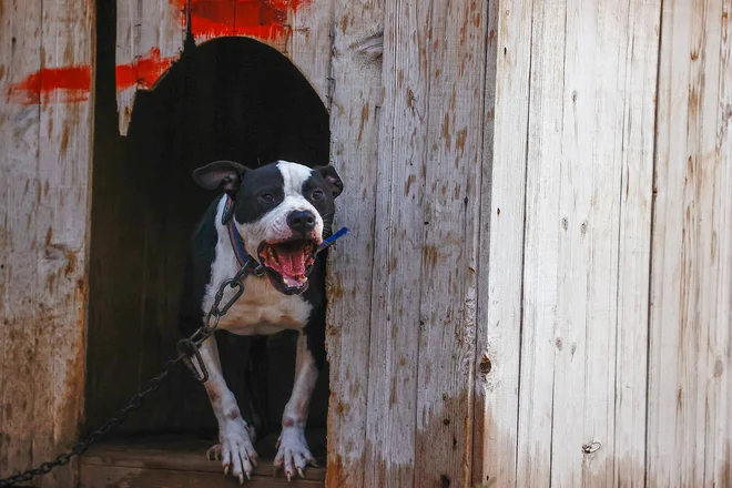 Dogs that caused a woman’s death last year, but then returned to the owner