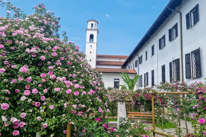 In the garden of the Franciscan monastery Kostanjevica in Nova Gorica is a plantation of Burbonk roses, one of the largest in Europe. Photo: Marko Feist