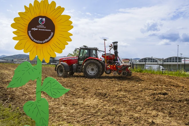 Sončnice so medovita rastlina, ki je v polnem razcvetu septembra, ko praznujemo tudi Evropski teden mobilnosti. FOTO: Slovenske železnice