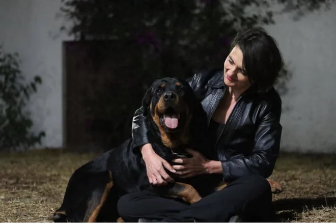 Doma s psom Rockyjem Fotografije Osebni arhiv