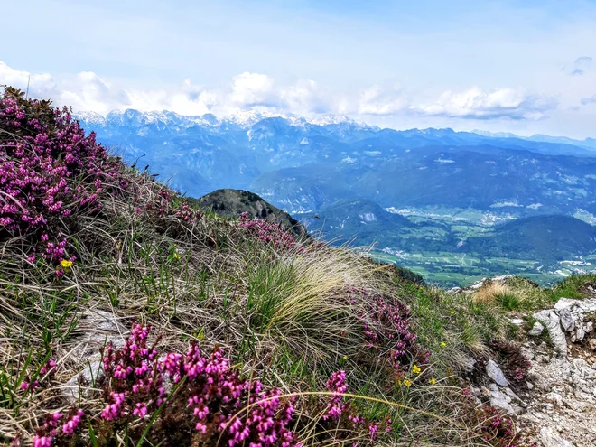 Na pobočjih Črne prsti se razprostira izjemen alpski vrt. FOTO: Tina Horvat