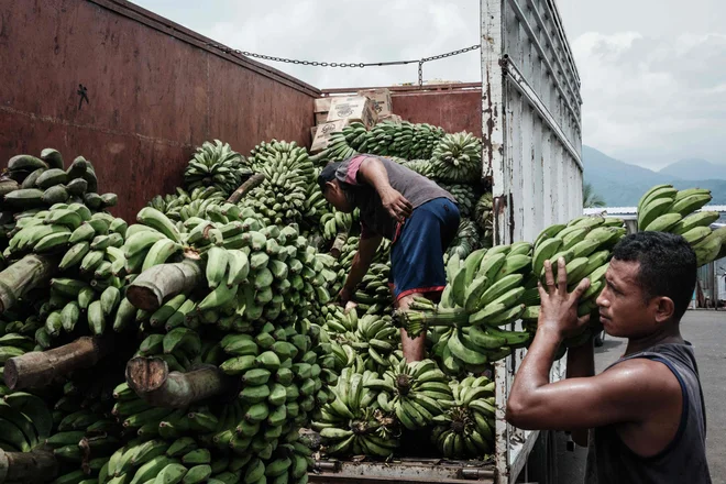 V dobavni verigi banan je večina dobička (40 odstotkov) koncentrirana pri trgovcih. To pomeni, da imajo tudi največjo moč vplivanja na spreminjanje negativnih praks. FOTO: Yasuyoshi Chiba/AFP