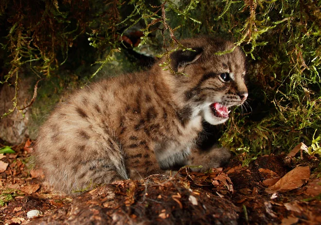 Do začetka lanskega leta je bilo zabeleženih že 54 mladičev preseljenih risov. FOTO: Life Lynx