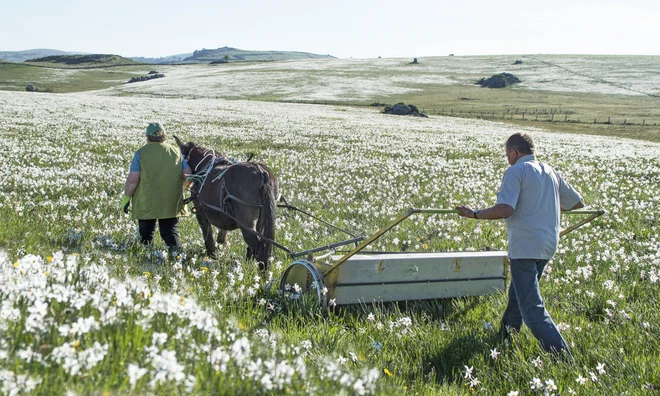 In Aubrac, France, flowers are harvested and used for perfumes. Photo: Aubrac Nature Park
