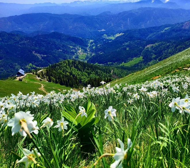 The real kingdom of wild white daffodils are Carpathians