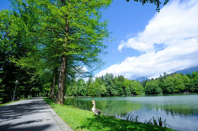 Triglav tek povezuje ljudi, naravo in šport. FOTO: Zavarovalnica Triglav
