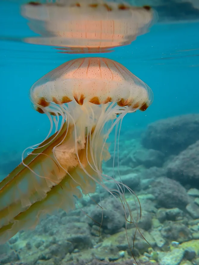 Kompasna meduza je v našem morju najbolj ožigalkarsko razpoložena in kopalci si srečanje z njo dobro zapomnijo. Foto Manja Rogelja