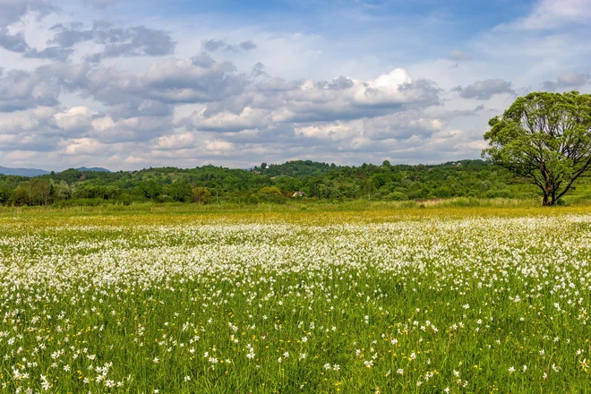 Narcissus valley in Ukraine is the largest area in Europe where these flowers grow. Photo: Shutterstock