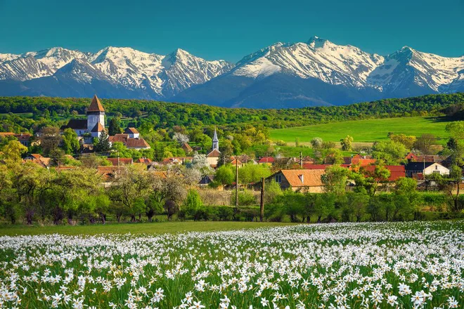 Romunija je država z največ travniki divjih narcis, na fotografiji vas Hosman. FOTO: Shutterstock