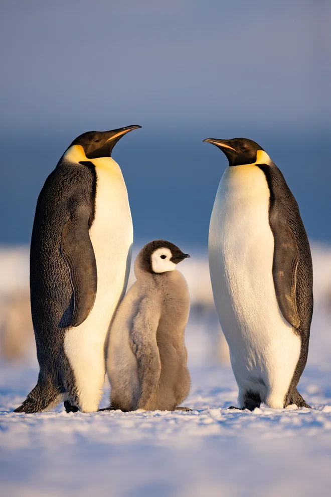 The populations of imperial penguins are declining faster than expectations