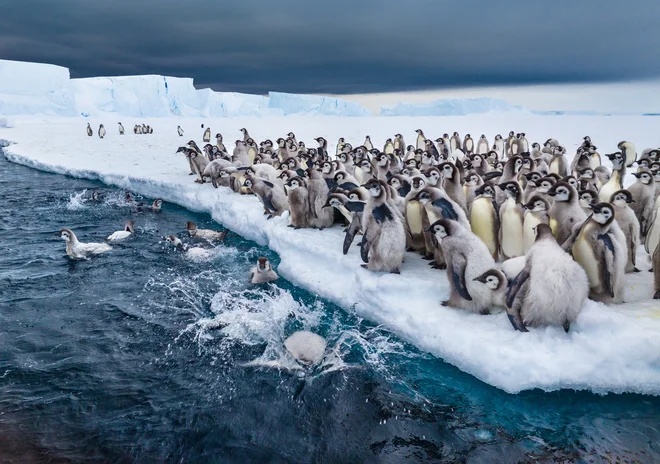 Cesarski pingvini so odvisni od morskega ledu, ki je pritrjen na rob kontinenta. FOTO: National Geographic/Bertie Gregory/Reuters