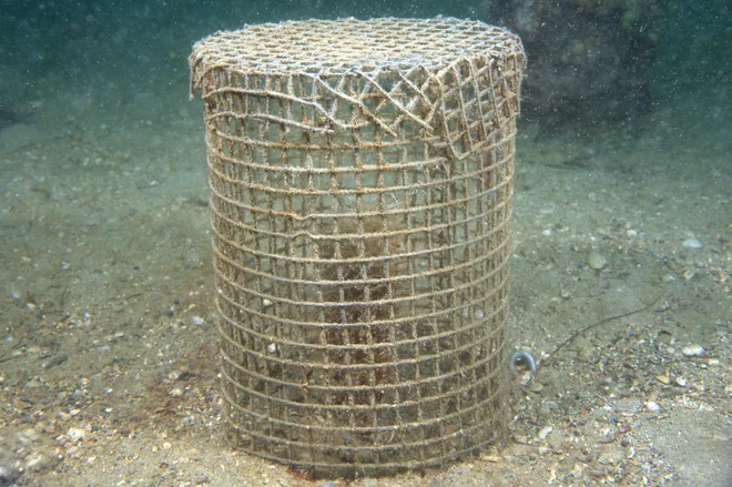 Tako so piranski biologi eksperimenatlno zavarovali enega redkih leščurjev, ki so ga sami vzgojili. Foto Tihomir Makovec