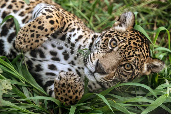 Jaguar počiva na travi v društvu Mata Ciliar, organizaciji za ohranjanje biotske raznovrstnosti v brazilski zvezni državi Sao Paulo. 25 pum in 10 jaguarjev trenutno okreva v brazilskem centru za ohranjanje neotropskih mačk v Mata Ciliar, ki je velik kot 40 nogometnih igrišč in kjer rehabilitirajo tudi opice, divje pse, volkove, ocelote in druge regionalne živali. Foto: Nelson Almeida/Afp Foto Nelson Almeida Afp