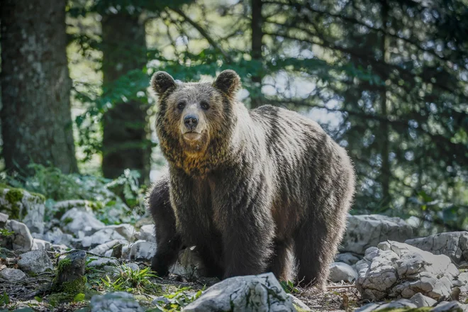 Medvedi v gozdu nad Loškim potokom. FOTO: Jože Suhadolnik/Delo
