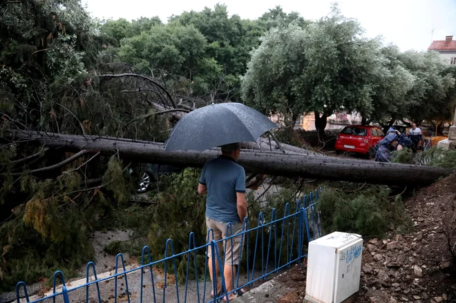 Veter je izruval cipreso. FOTO: Goran Šebelić/Cropix