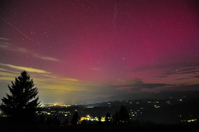 Severni sij FOTO: Špela Čonč


 
