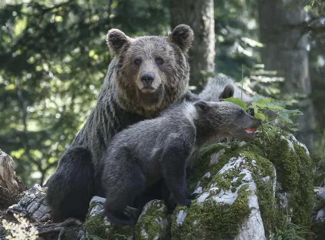 Ob vsakem nesrečnem srečanju medveda in človeka se začne razprava.
FOTO: Jože Suhadolnik/Delo