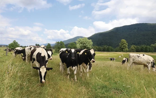 Preskrbo z govejim svežim mesom zagotavljajo z nakupom govedi, ki je bila rojena in vzrejena v Sloveniji. FOTO: Farme Ihan