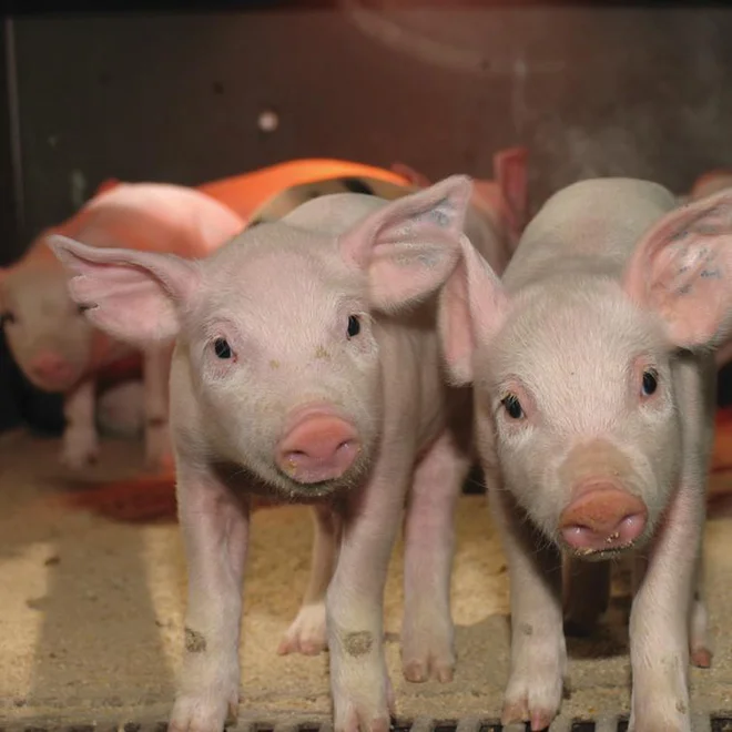 Skupina Farme Ihan je naječje agroživilsko podjetje v Sloveniji, ki obvladuje celoten proces pridelave svinjskega mesa. FOTO: Farme Ihan