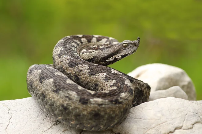 Modras. FOTO: Shutterstock