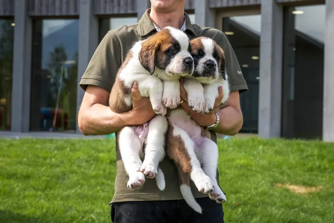 TOPSHOT - Head of the breeding program Manuel Gaillard holds two puppies of the Saint Bernard dog breed during a press visit ahead of the inauguration of the Barryland museum and parc in Martigny, in the Swiss Alps, on June 26, 2025. The Barry Foundation is opening a unique venue dedicated to the Saint Bernard rescue dog, Switzerland's national emblem. (Photo by Fabrice COFFRINI/AFP) Foto Fabrice Coffrini Afp