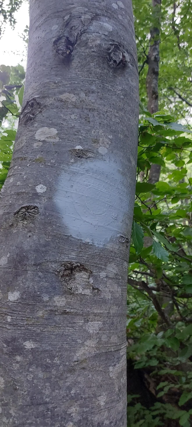 Planinsko društvo je podalo prijavo na policijo, tako zaradi varnosti kot odgovornosti, predsednik Berce pa poziva, naj se ljudje vzdržijo tovrstnega vandalizma in naj ne uničujejo označb na planinskih poteh. FOTO: Gregor Berce/PZS