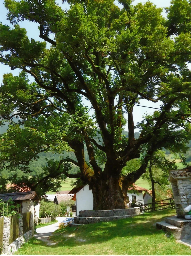 V tistem navdušujočem času, ko smo se veselili svoje države, so lipe imele svoj posebni status. FOTO: Cveto Zgaga