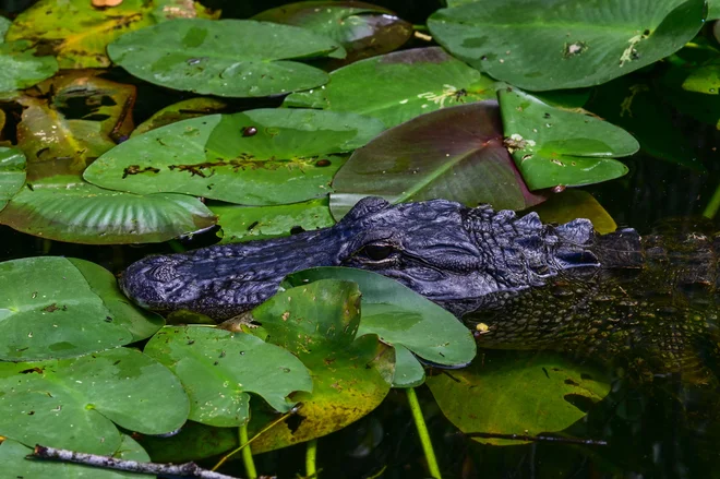 Aligator v bližini novega floridskega centra za zadrževanje ilegalnih migrantov, imenovanega aligatorski Alcatraz. Foto: Giorgio Viera/Afp