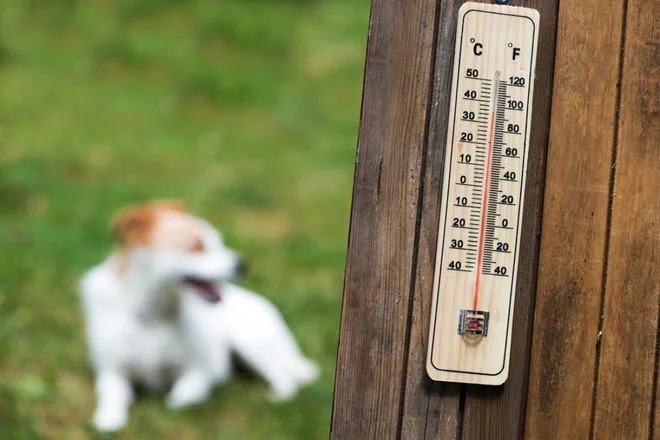 Vročina zahteva previdnost. FOTO: Dora Zett/Shutterstock