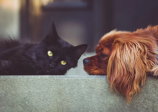 Simptomi srčne gliste so pri mačkah prikriti. FOTO: Pexels