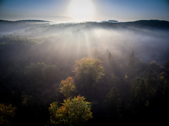 Več kot petdeset odstotkov ozemlja Slovenije prekrivajo gozdovi, kar jo uvršča med najbolj gozdnate države v Evropi. FOTO: Borut Peterlin