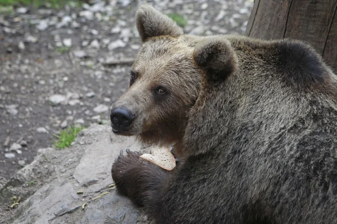 Danes zjutraj se je na območju Sarskega v občini Ig zgodilo nevarno srečanje med človekom in medvedko. Slika je simbolična. FOTO: Leon Vidic/Delo