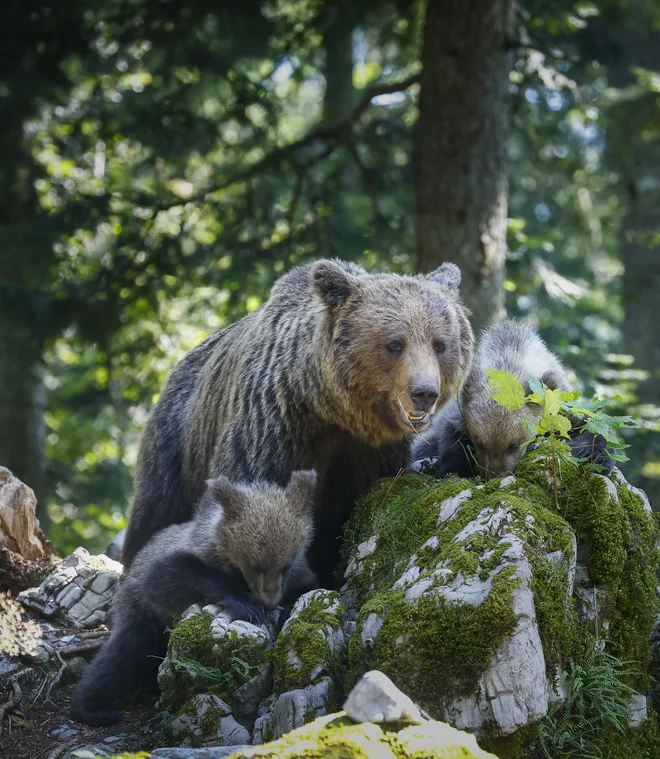 Pri dogodku je šlo za medvedko z lanskim mladičem. Slika je simbolična. FOTO: Jože Suhadolnik/Delo