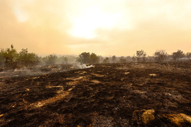 Požar na Krasu. FOTO: Črt Piksi