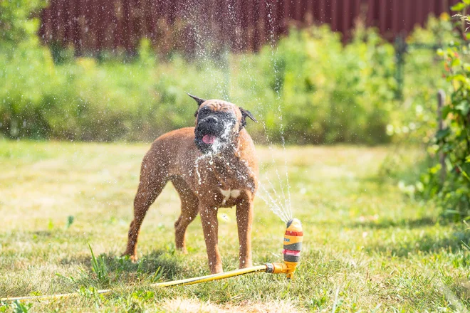 Tragični dogodek se je zgodil 27. maja. Fotografija je simbolična. FOTO: Anastasiia Vasileva/Shutterstock